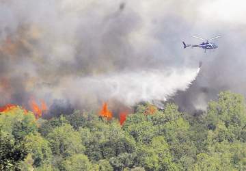 El impacto de los incendios forestales en la flora y fauna nacional podría ser “irrecuperable”